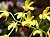 167 Dendrobium x D Gracillumum.jpg