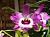 510 Dendrobium Soft Cane.jpg