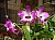 510 a Dendrobium Soft Cane.jpg