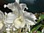 782 Dendrobium X.jpg