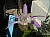 164 (Pleione Iris x Pleione Formosana).jpg