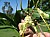 249 (Brassia Gireoudiana x Brassia Caudata).jpg